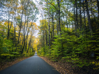 A Road Thru Autumn Woods