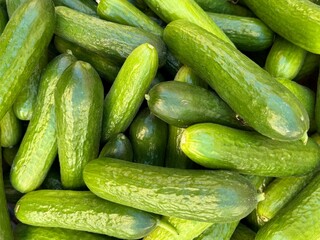 Lebanese Cucumbers