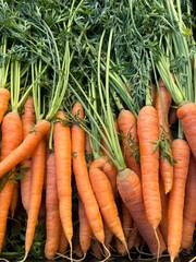 Carrots