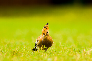 Close up of Indian Hoopoe bird