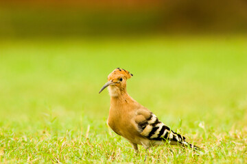 Close up of Indian Hoopoe bird