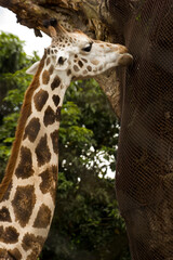 long neck of giraffe amidst jungle 