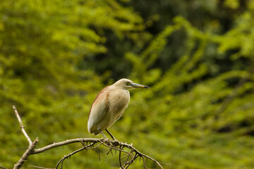 great blue heron ardea cinerea