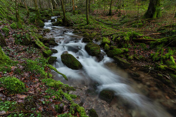 Ein Bach im Schwarzwald
