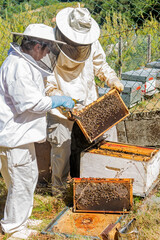 Two beekeepers looking at a honeycomb freshly extracted from a hive