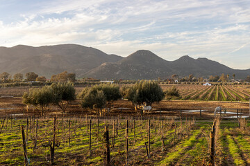 vineyard in autumn