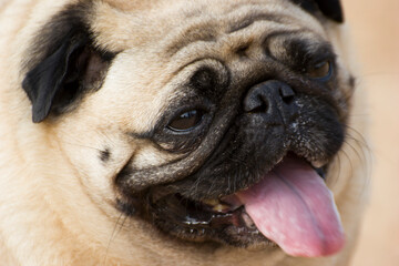 solo or single image of a pug a breed of dog making faces 