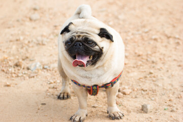 solo or single image of a pug a breed of dog making faces 