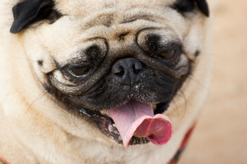 solo or single image of a pug a breed of dog making faces 