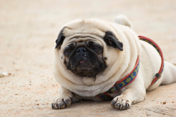 solo or single image of a pug a breed of dog making faces 