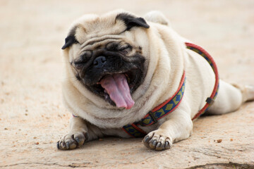 Fototapeta premium solo or single image of a pug a breed of dog making faces 