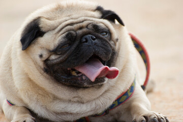 solo or single image of a pug a breed of dog making faces 