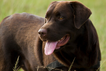 cute brown Labrador puppy in a park showing tongue 