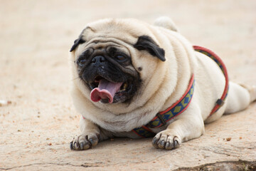 solo or single image of a pug a breed of dog making faces 