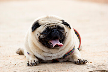 cute little pug puppy showing tongue 