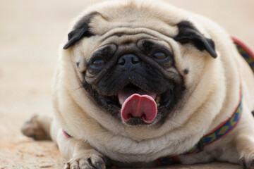 cute little pug puppy showing tongue 