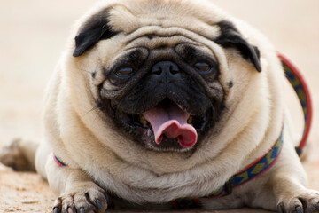 cute little pug puppy showing tongue 