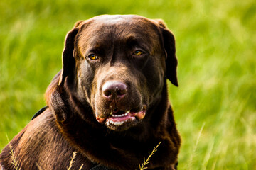 cute brown Labrador puppy in a park showing tongue 