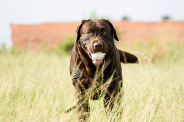cute brown Labrador puppy in a park showing tongue 