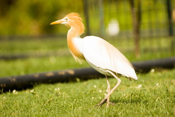 indian intermediary egret with golden brown neck a type of bird in zoo 