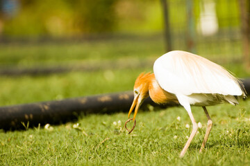 indian intermediary egret with golden brown neck a type of bird in zoo 