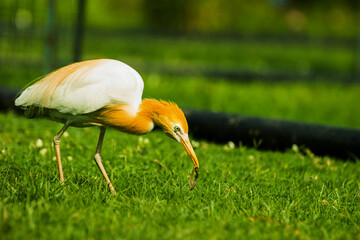 indian intermediary egret with golden brown neck a type of bird in zoo 