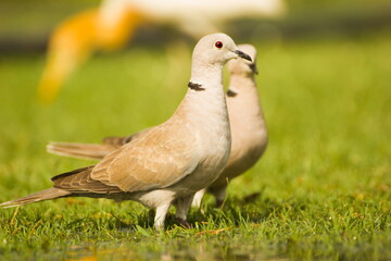 indian brown laughing dove