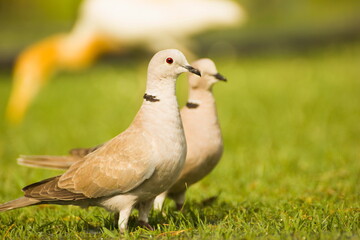 a pair of dove standing in ground