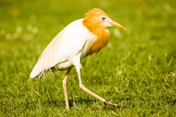 indian intermediary egret with golden brown neck a type of bird in zoo 