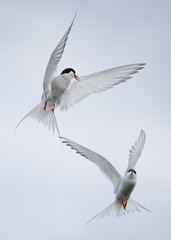 A couple of arctic terns dancing in the sweet sky