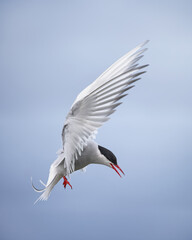artic tern flying in menacing weather