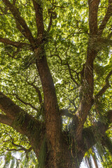 Obraz premium árvore na cidade de Vitória, Estado do Espirito Santo, Brasil