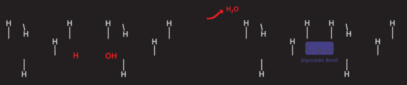 Maltose produced by two glucose molecules