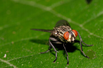 "Vibrant close-up of a fly captured in stunning detail, perfect for nature enthusiasts and design projects