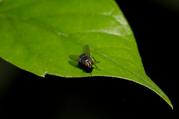 "Vibrant close-up of a fly captured in stunning detail, perfect for nature enthusiasts and design projects