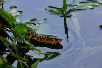 snake swimming in the water
