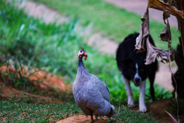 border collie dog hunting a guinea fowl