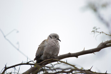 bird on a branch