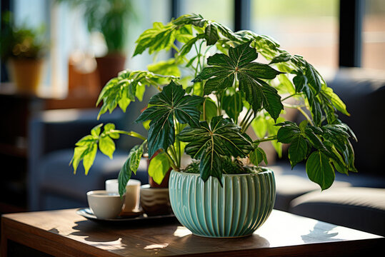 Indoor plant fatsia japonica in a pot in the interior of a cozy house