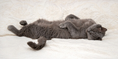 British shorthair gray purebred cat sleeps lying on its back on a white blanket on the bed - Powered by Adobe