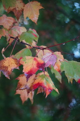 autumn leaves in the fallas