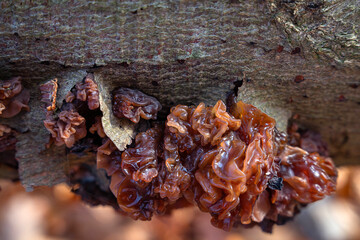 Tremella foliacea Fungi photographed on the log in a late autumn. A fungus that grows on dead attached and recently fallen branches. Gelatinous, brown to dark brown bodies. Widespread in north. edible