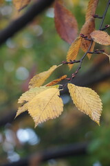 autumn leaves in the fallas