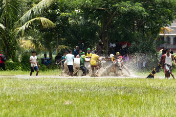 moichara bull race in canning cow racing among farmers in field with water cows running