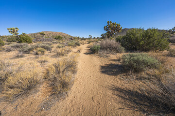 hiking the lost horse mine loop trail in joshua tree national park, california, usa