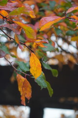 autumn leaves in the fallas