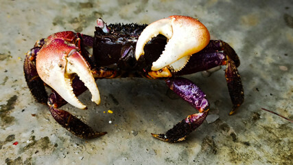 crab on ground 
