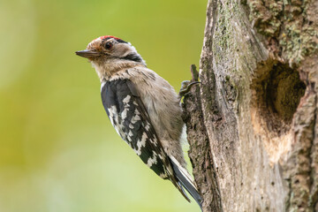 Lesser spotted woodpecker - Dryobates minor - by hollow with green background. Photo from Biebrza...