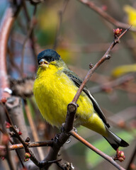 Close up portrait of a male lesser goldfinch.