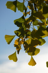 Obraz premium autumn leaves and tree in falls